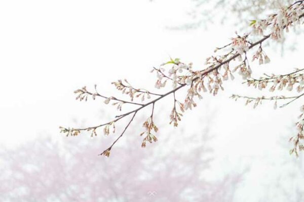 司馬庫斯白櫻花